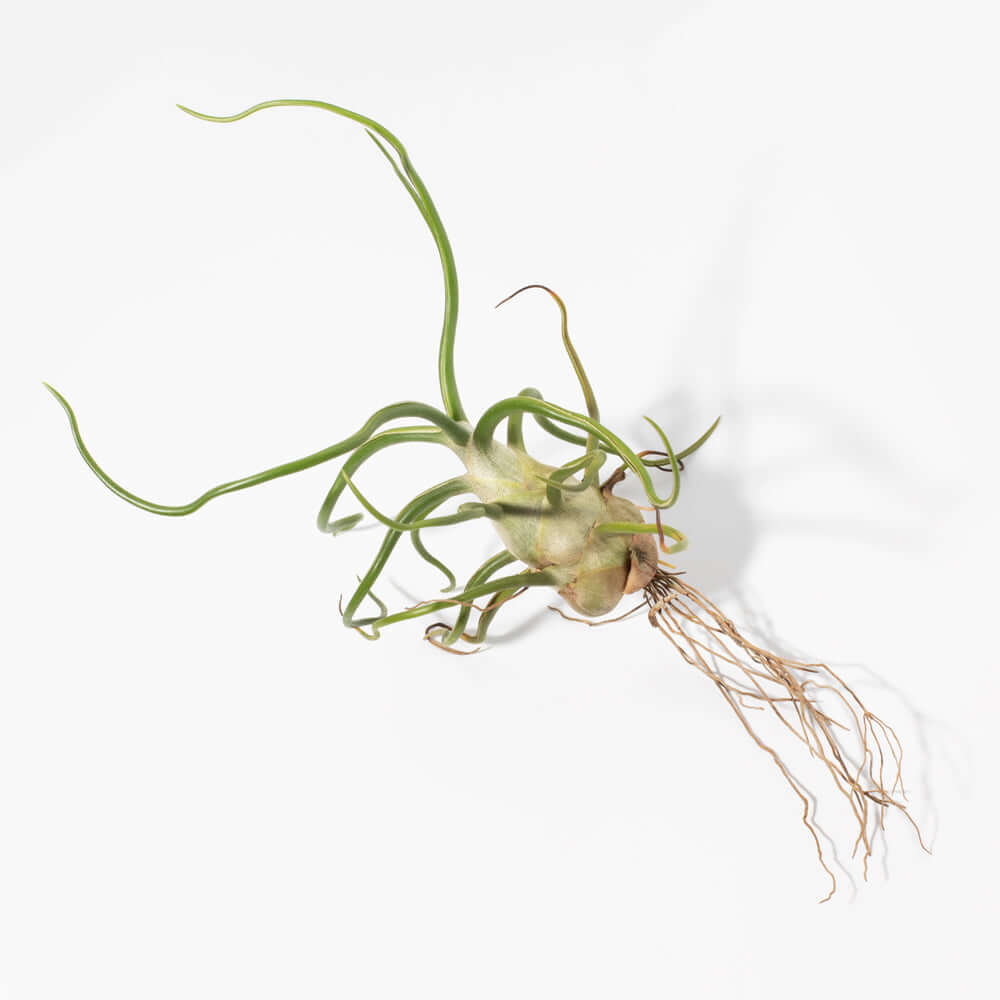 Tillandsia Bulbosa Air Plant