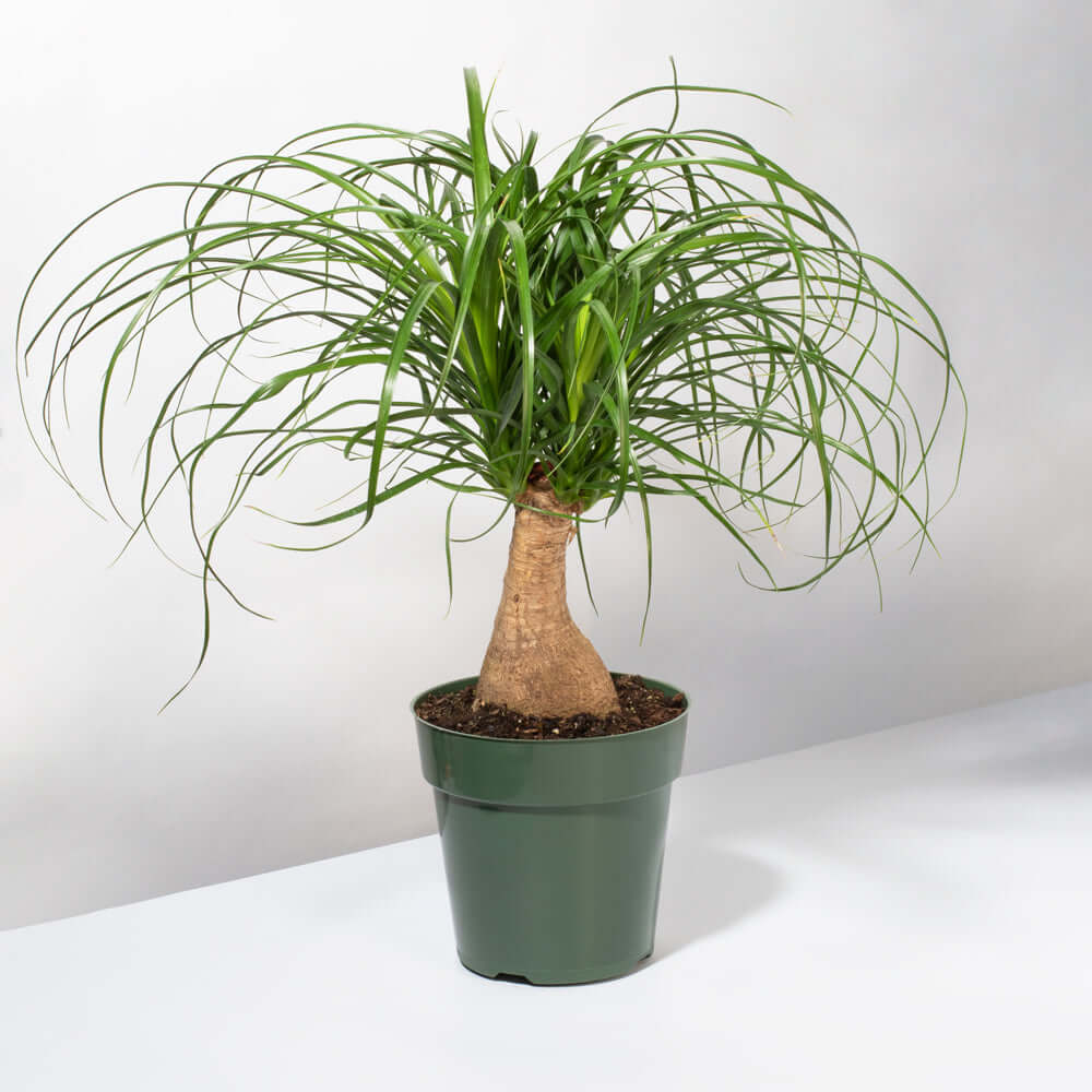 Red Ponytail Palm