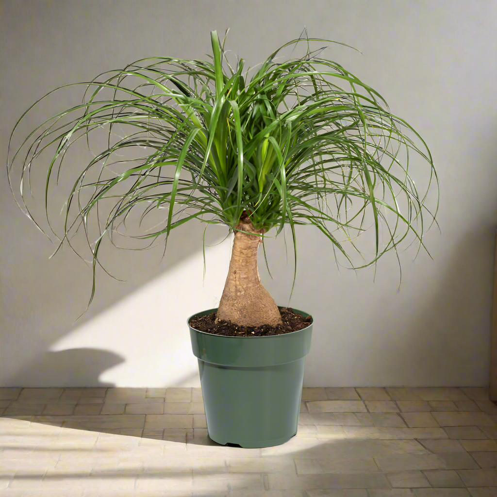 Red Ponytail Palm