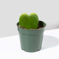Hoya Kerrii 'Hearts' Sweetheart Valentine Plant