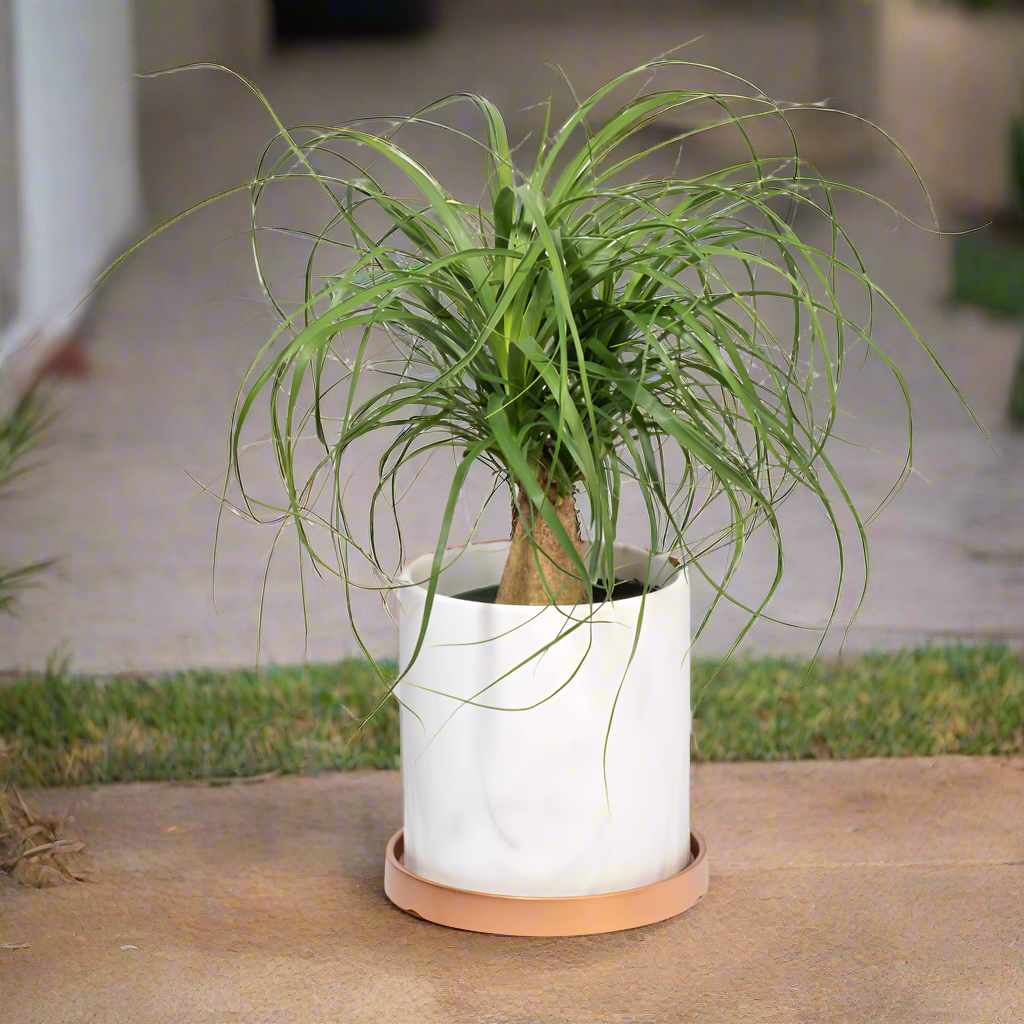 Red Ponytail Palm