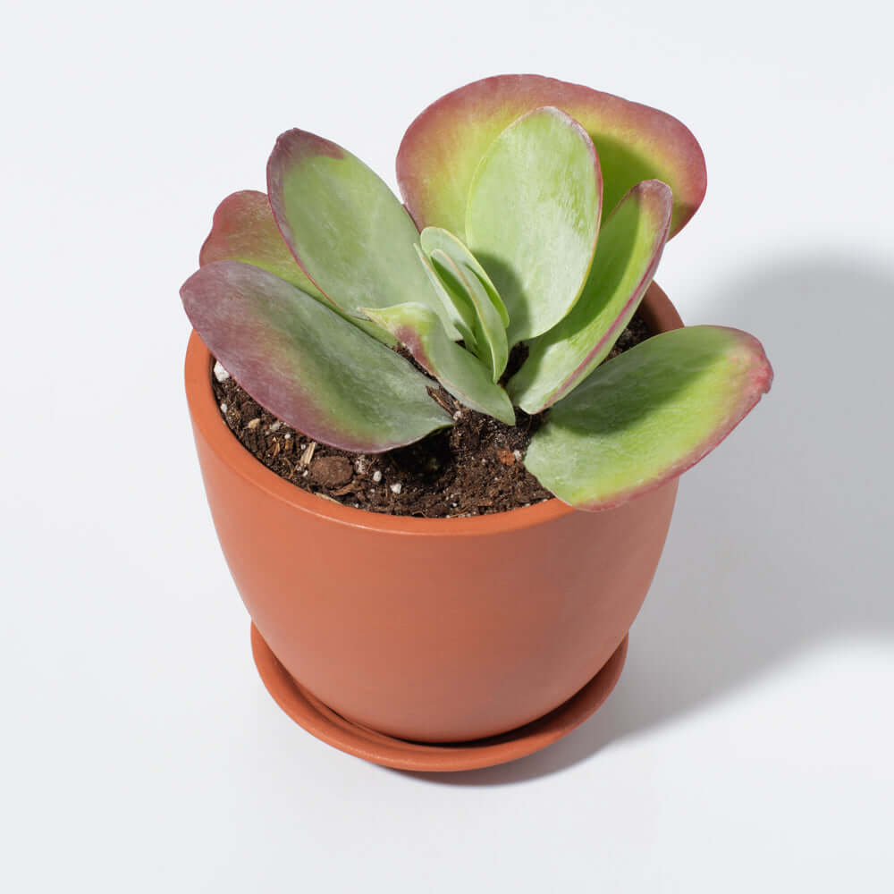 Marie Oval Terracotta Minimalist Planter - Empty