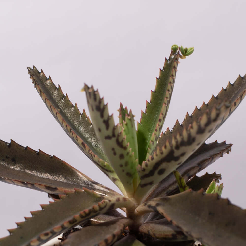 Mother of Thousands Succulent