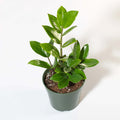 Zanzibar Gem Green ZZ Plant