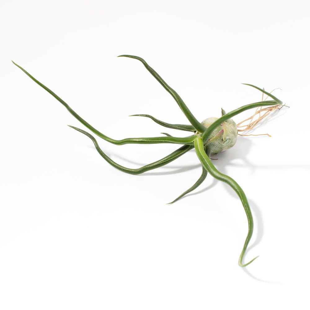 Tillandsia Bulbosa Air Plant