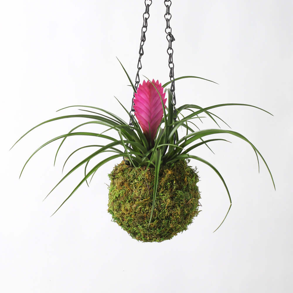 Pink Quill - Tillandsia 'Cyanea'