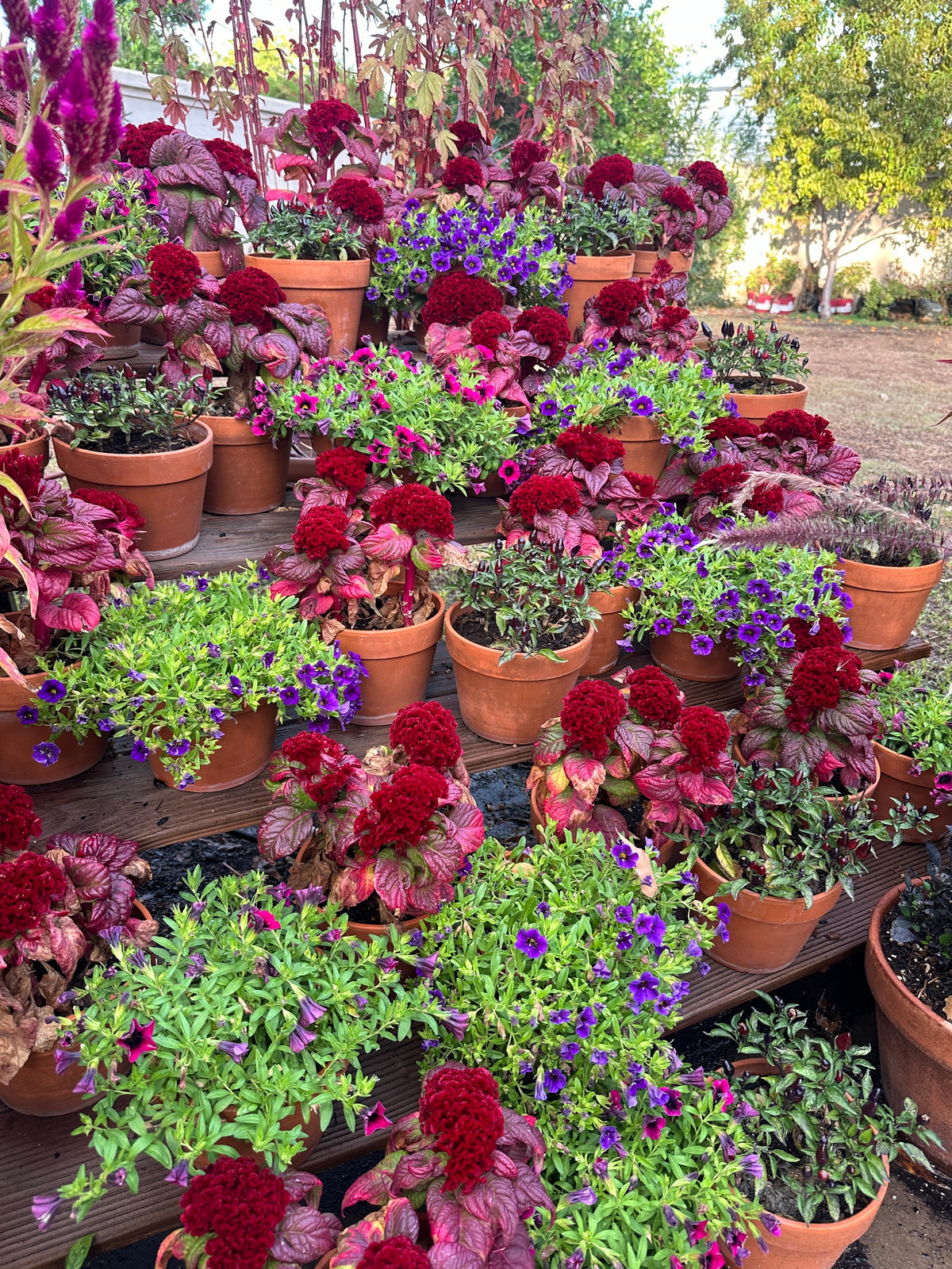 Cockscomb celosia Brainiac Raven Red seeds