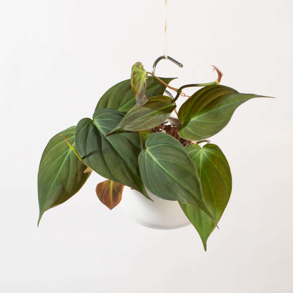 Velvet Leaf Philodendron Micans Vining Plant
