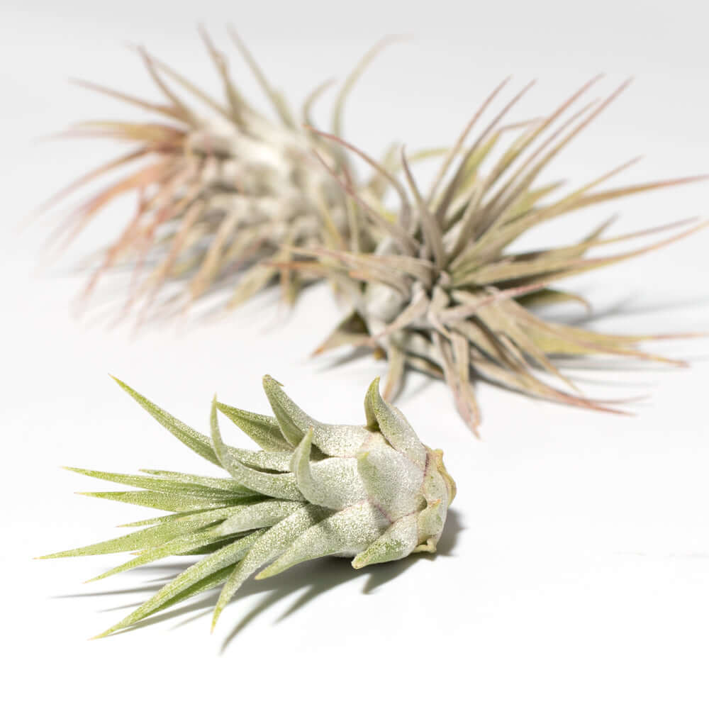 Tillandsia Grower's Choice Airplant 3 Pack Bundle