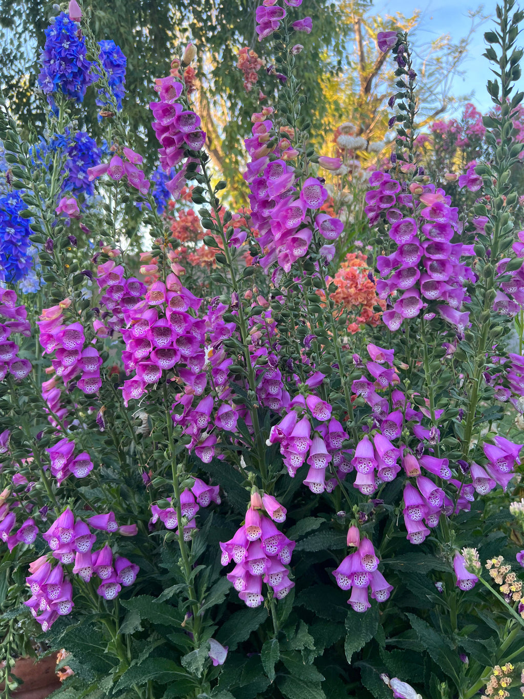 Foxglove Panther Pink seeds