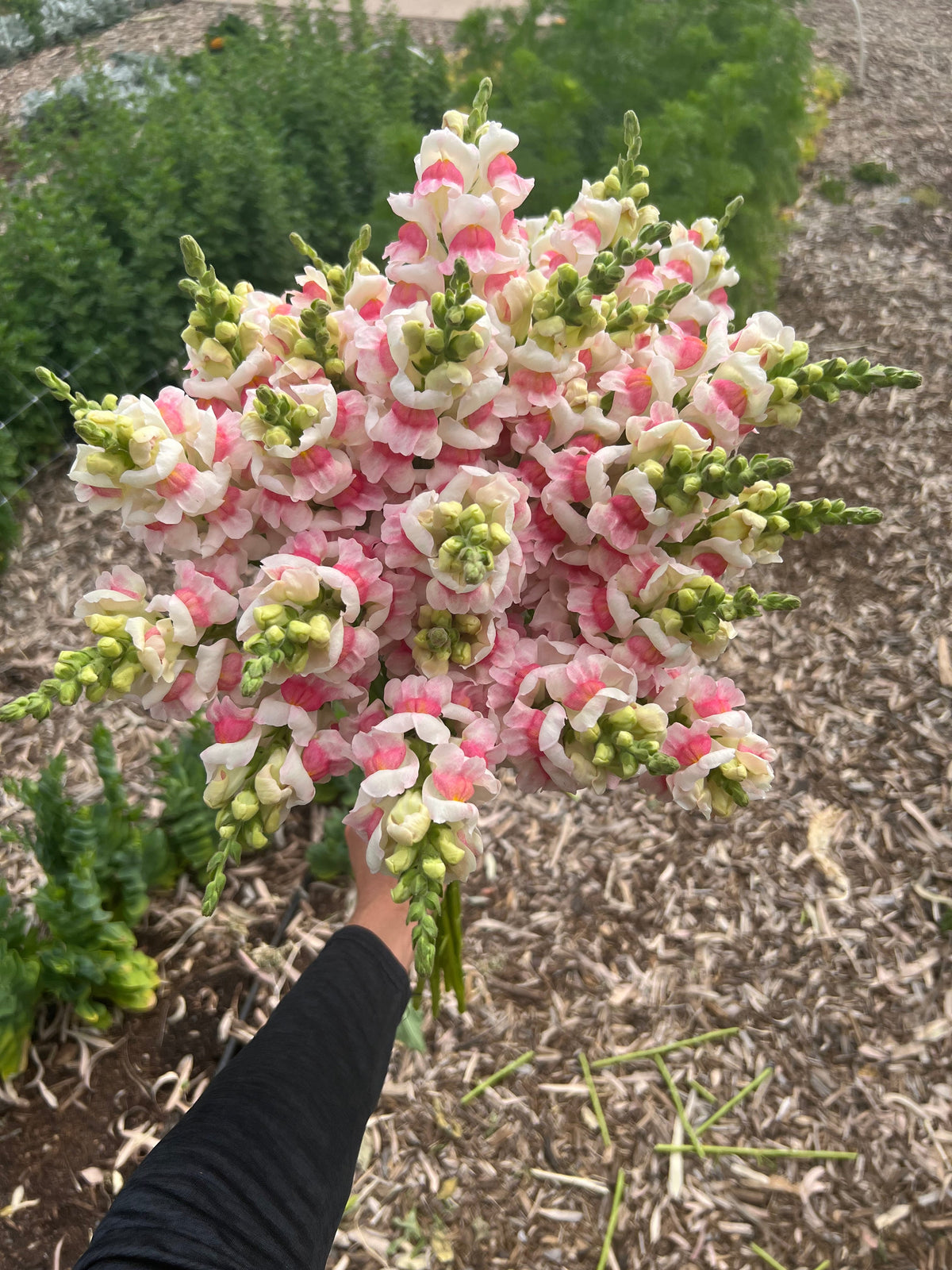Snapdragon Potomac appleblossom seeds