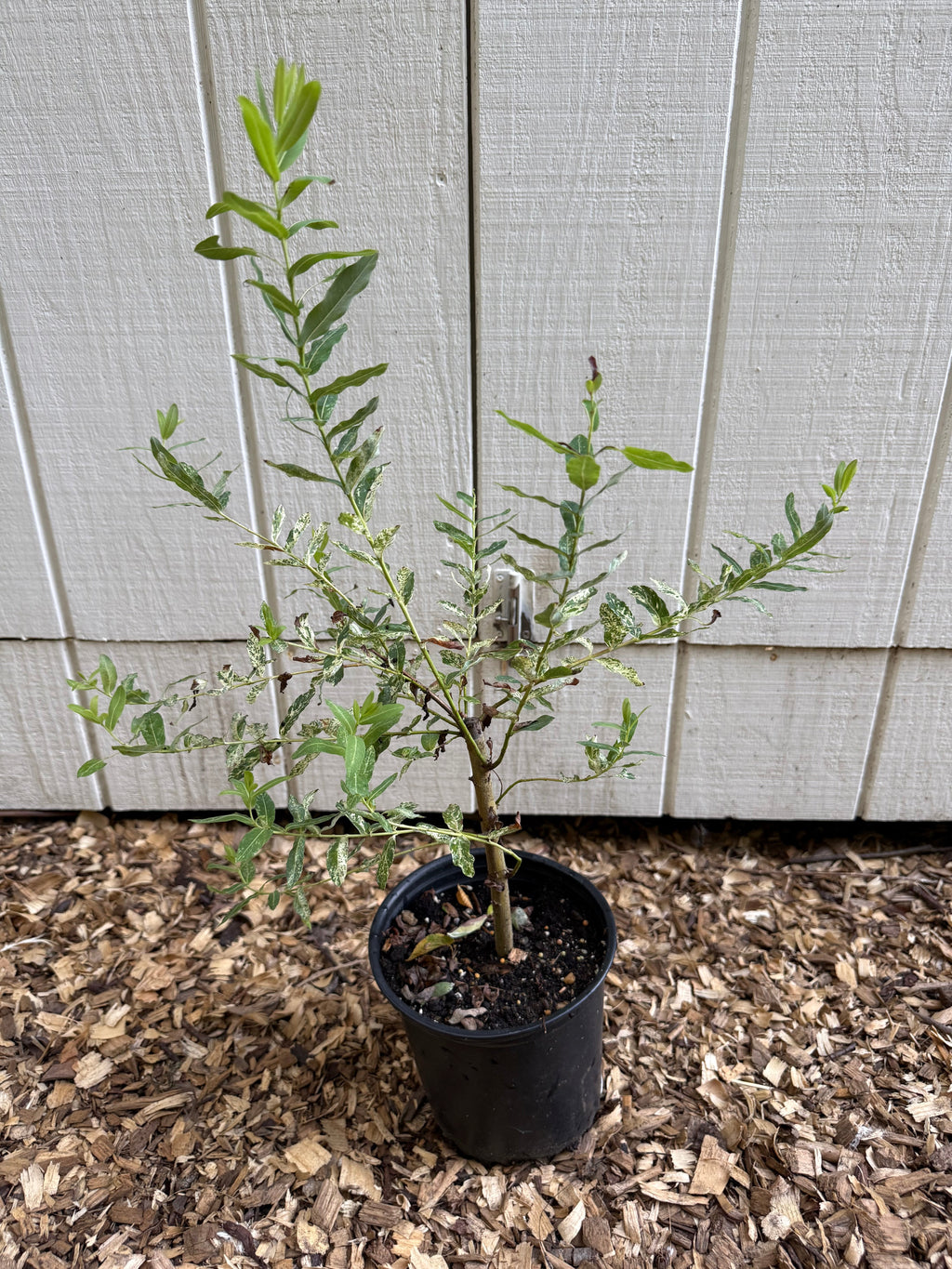 Hakuro Nishiki Dappled Willow