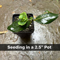 Coral Honeysuckle Live Plant – Lonicera sempervirens – Native Hummingbird Vine, Zones 4–9