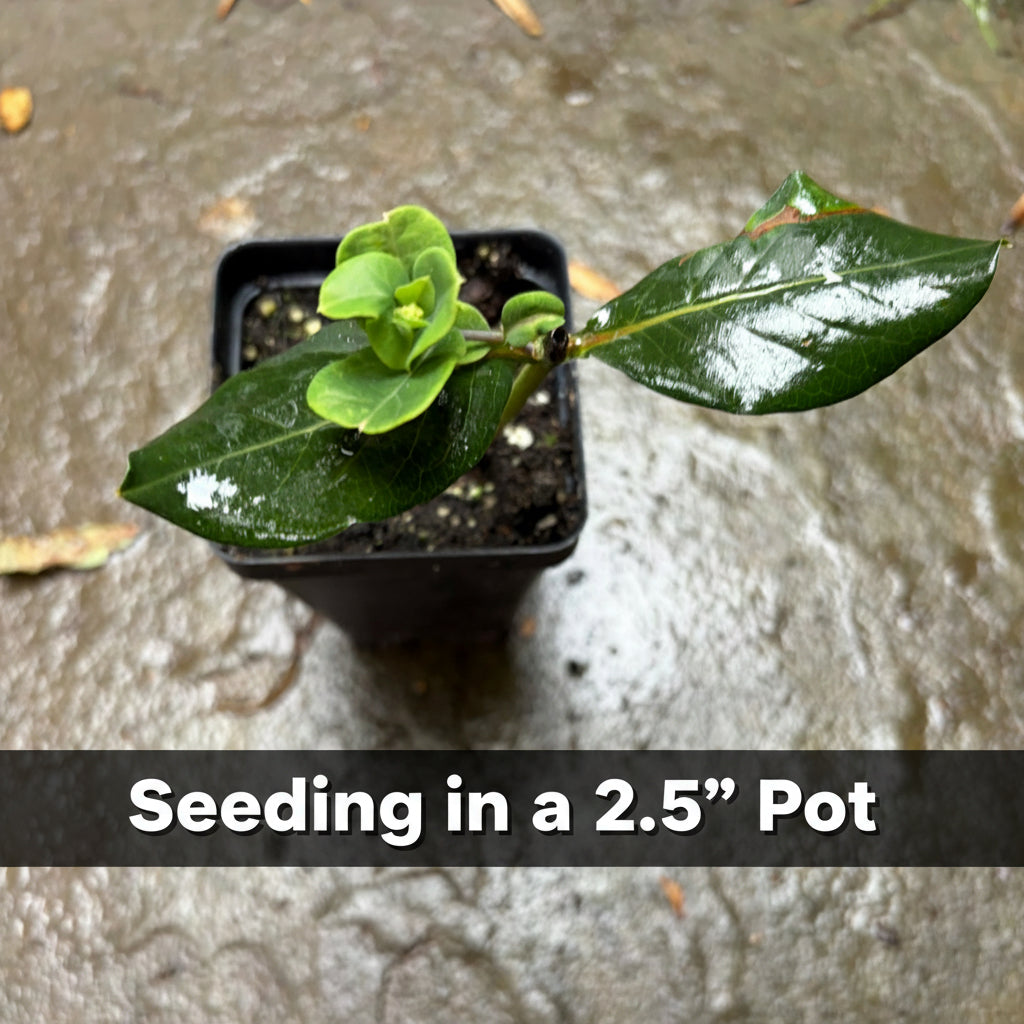 Coral Honeysuckle Live Plant – Lonicera sempervirens – Native Hummingbird Vine, Zones 4–9