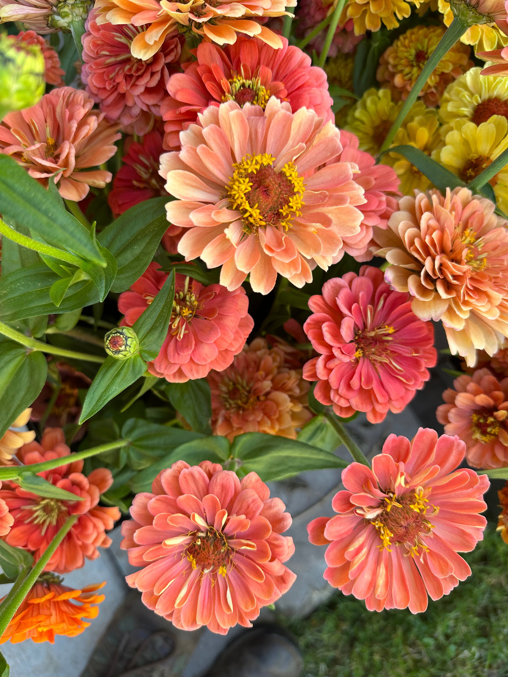 Zinnia Benary's Giant 'Salmon Rose' seeds