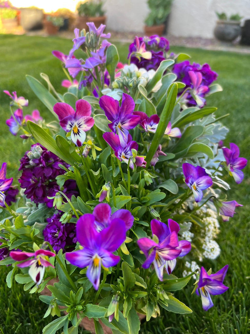 Viola 'Bunny ear' seeds