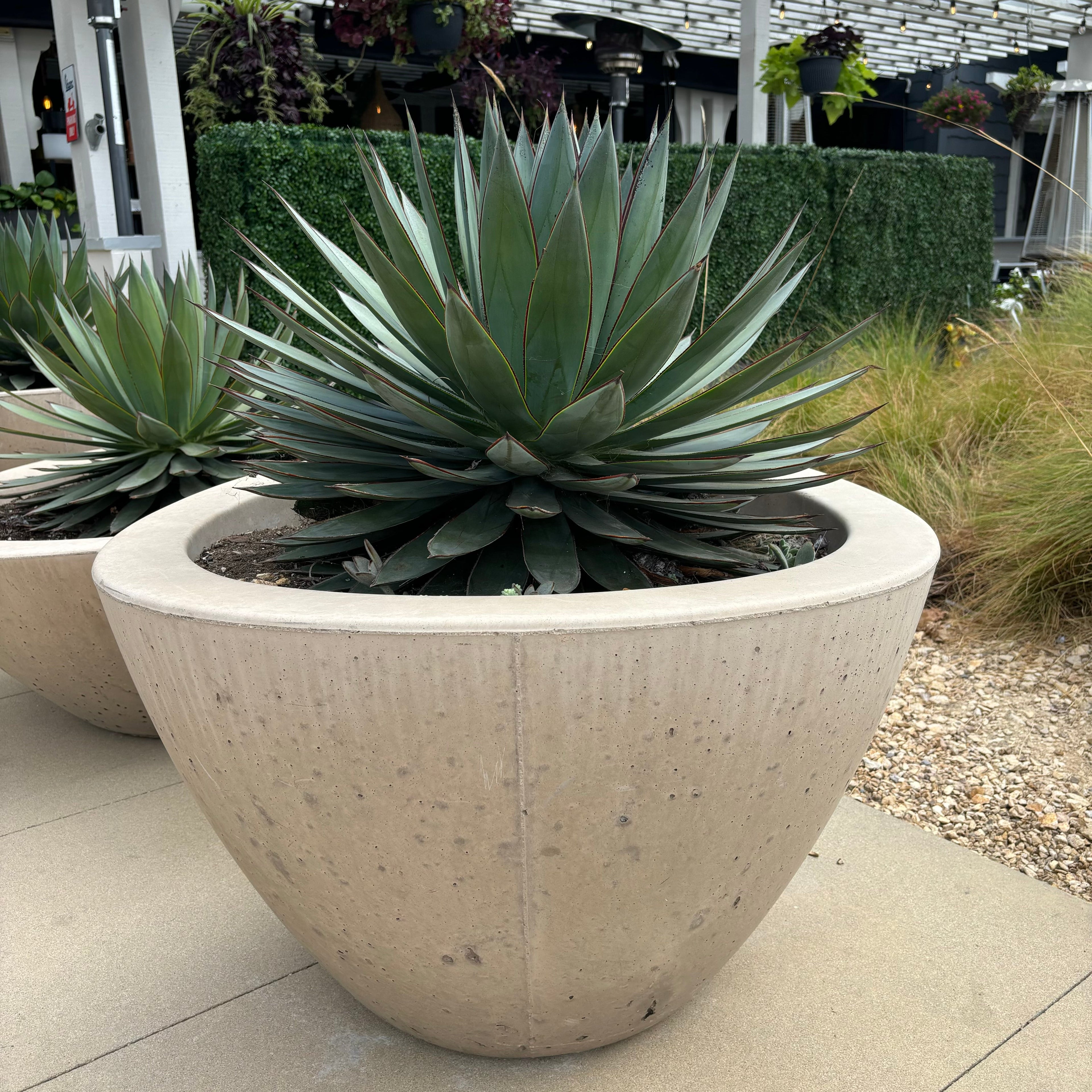 Agave 'Blue Glow'