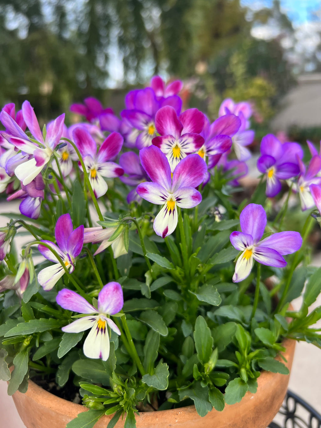 Viola 'Bunny ear' seeds