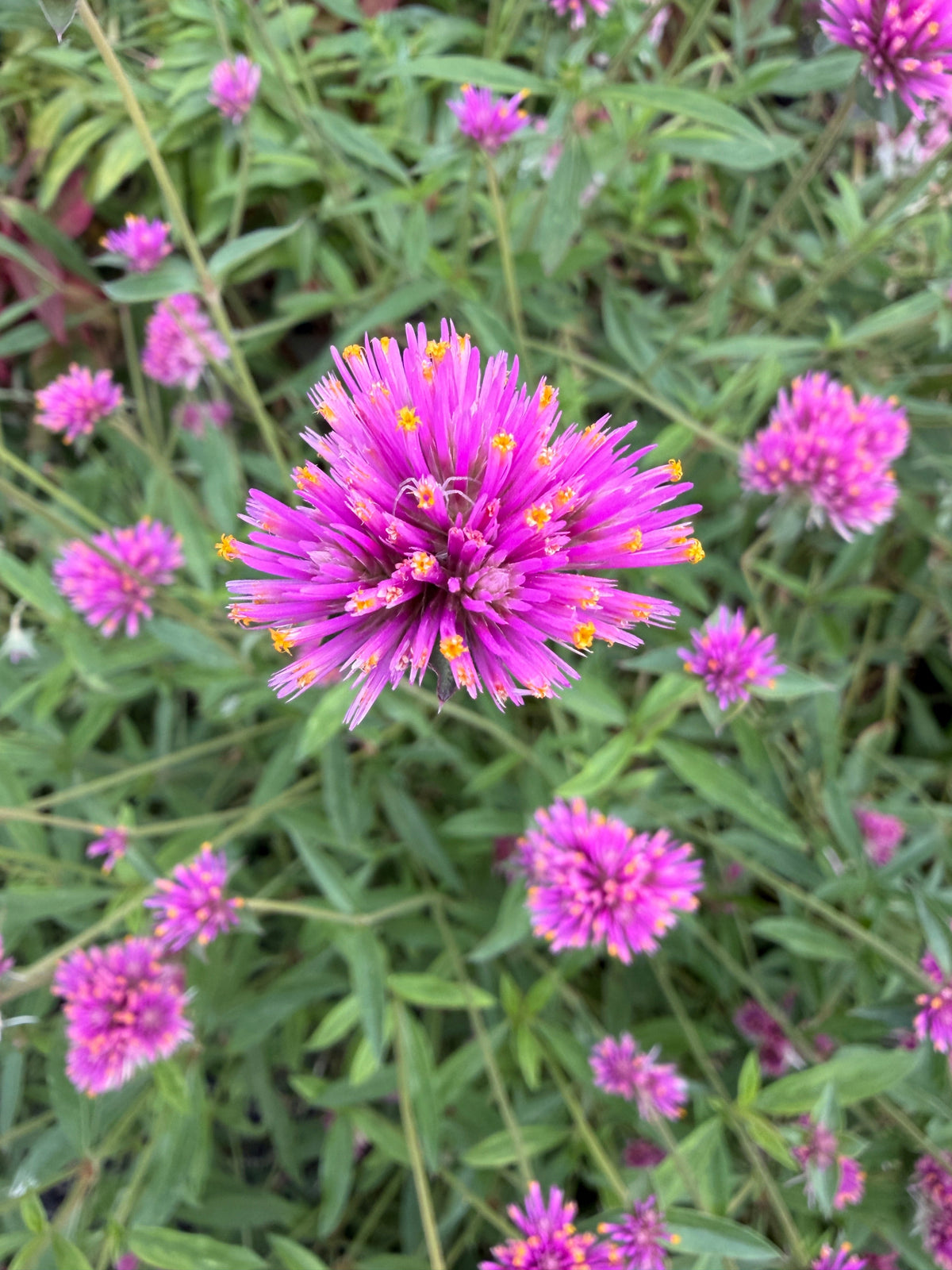 Gomhprena Fireworks seeds
