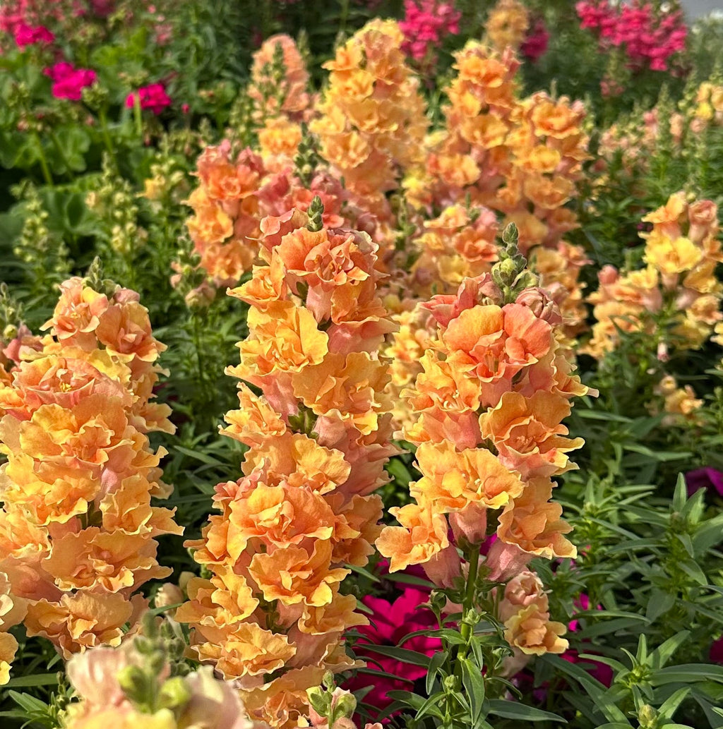 Snapdragon Twinny 'Peach' seeds