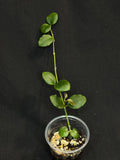 Hoya sp amber of borneo, rare, cute small leaves