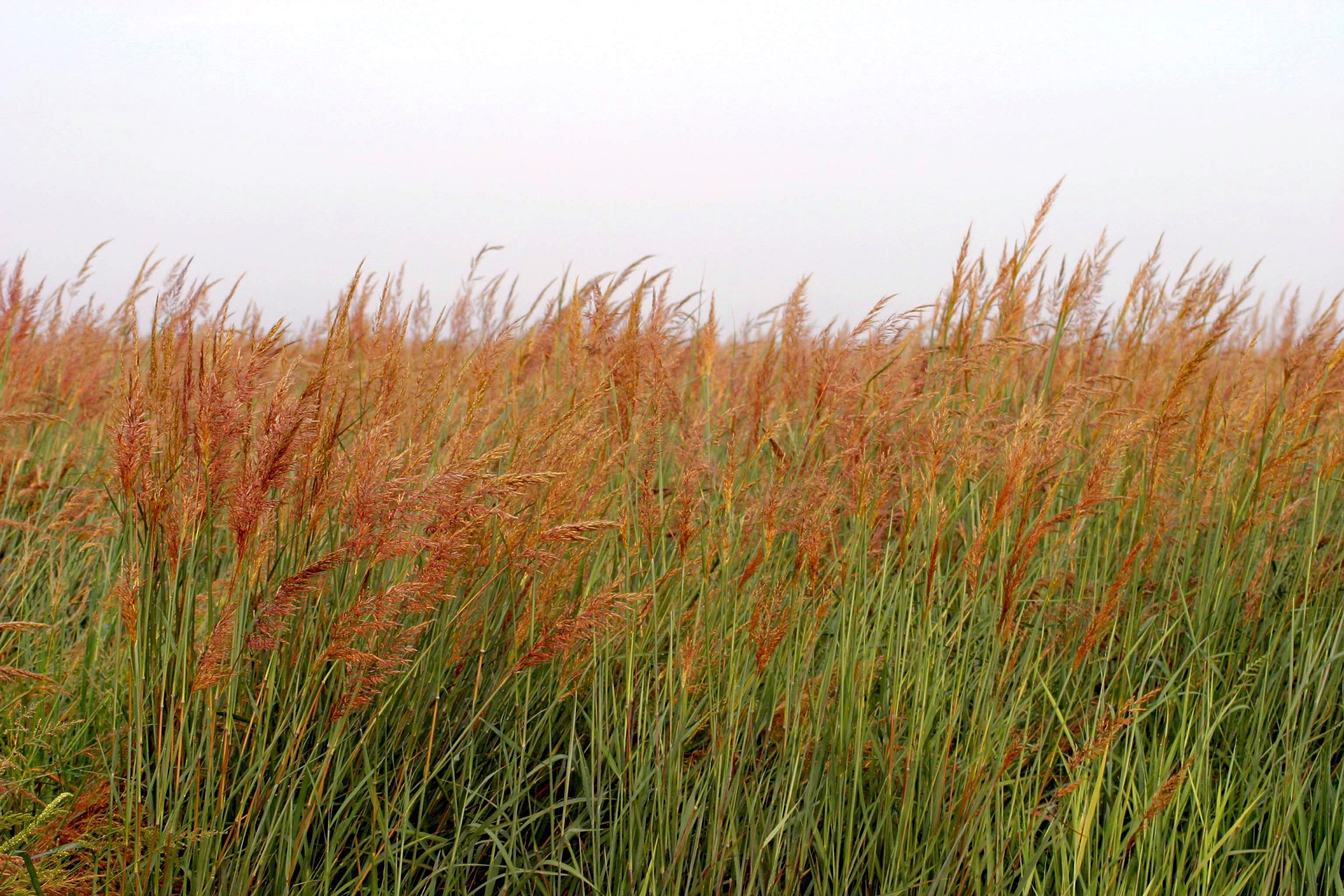 Indiangrass Habitat Seed