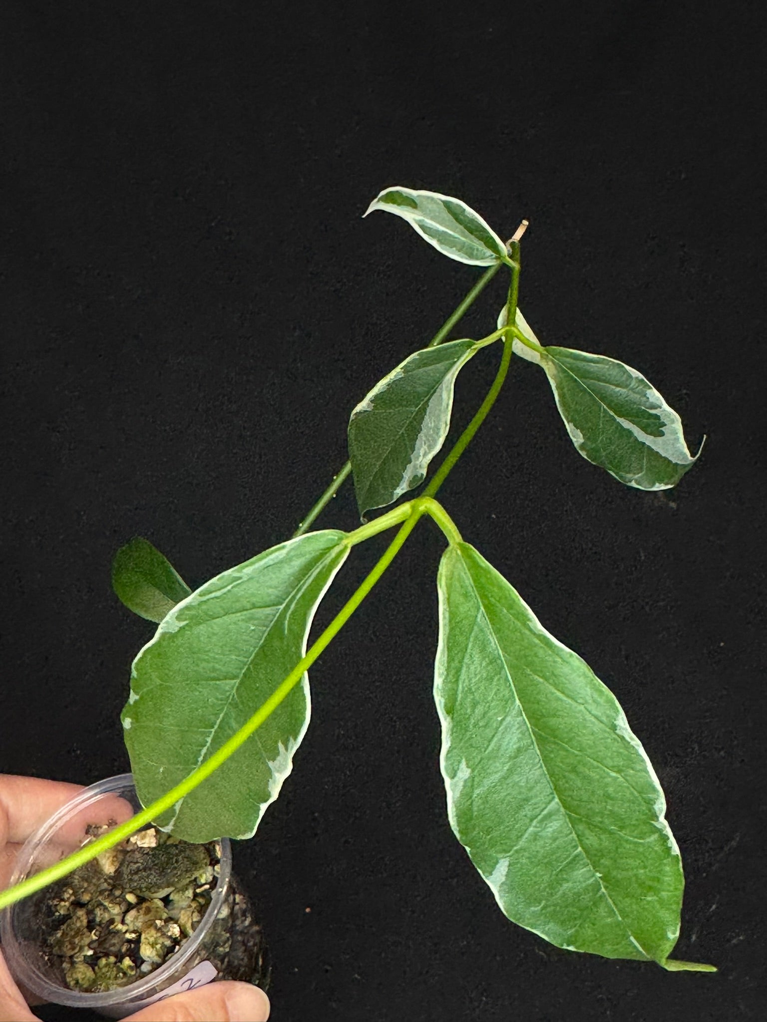 Hoya Buotti Albomarginata, nice water-color variegation (C2)