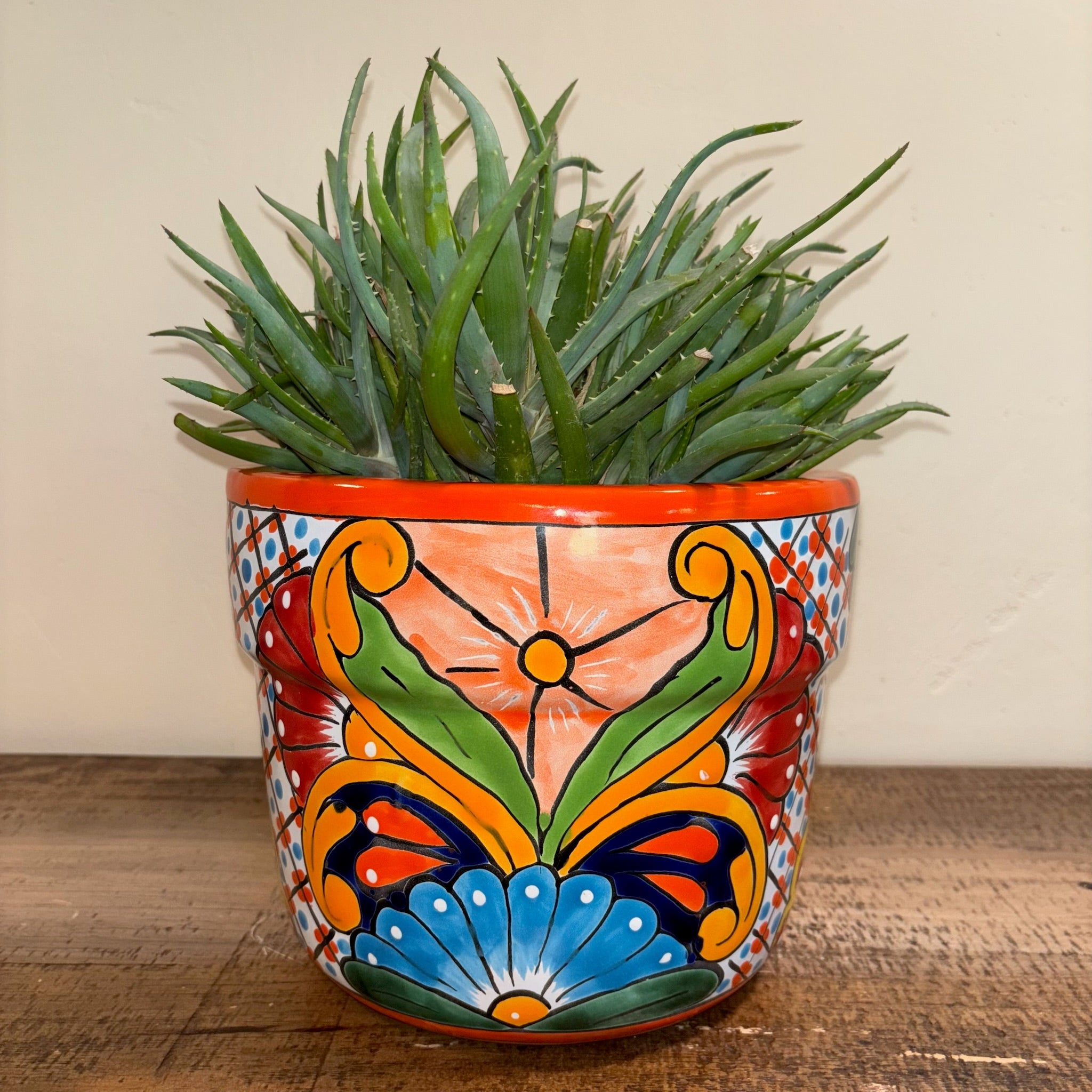 Aloe 'Crosby's Prolific'