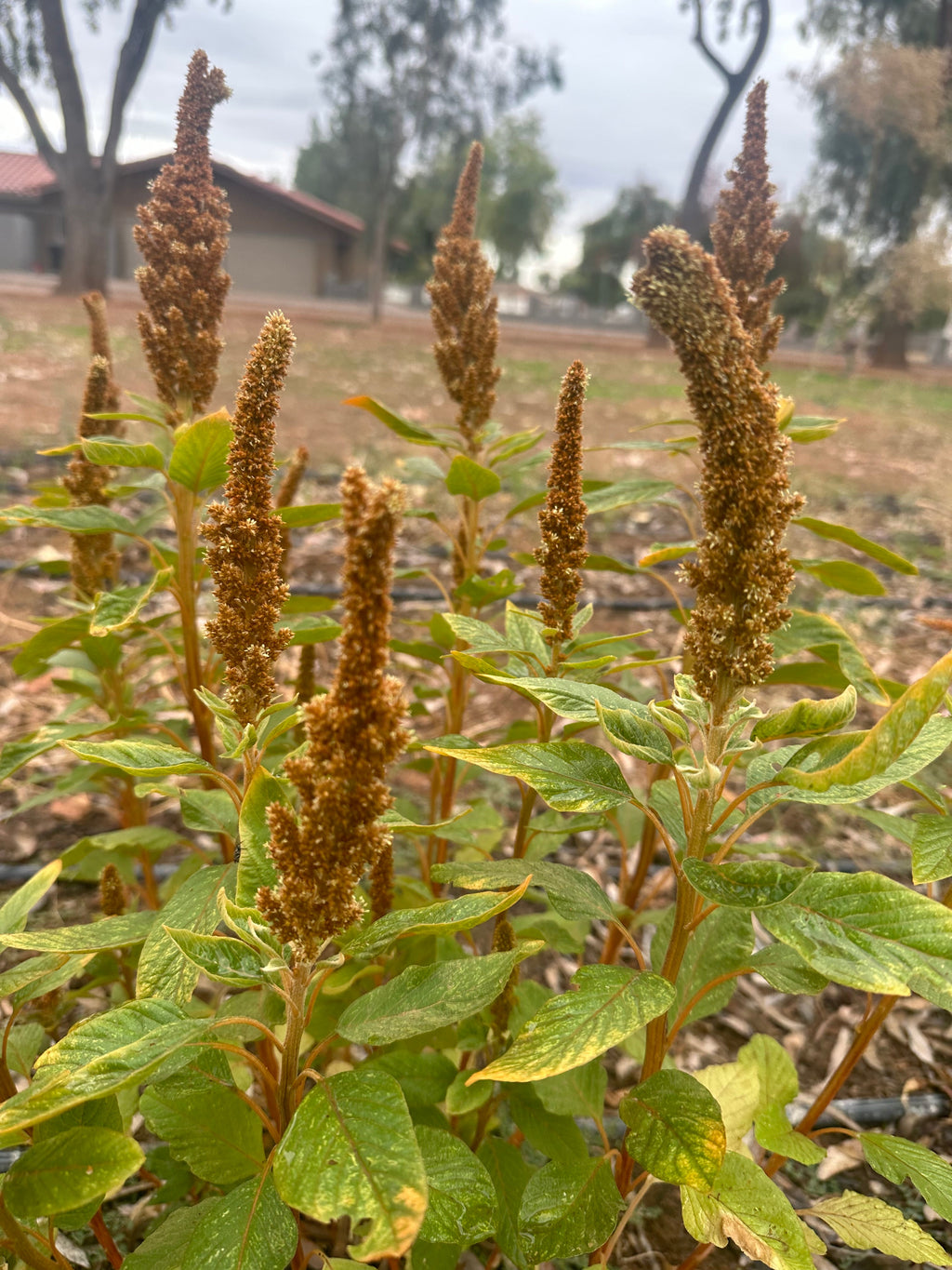 Amaranth Hot Biscuit Flower Seeds