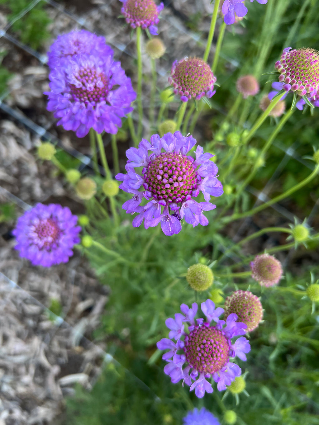 Scabiosa Oxford 'blue'