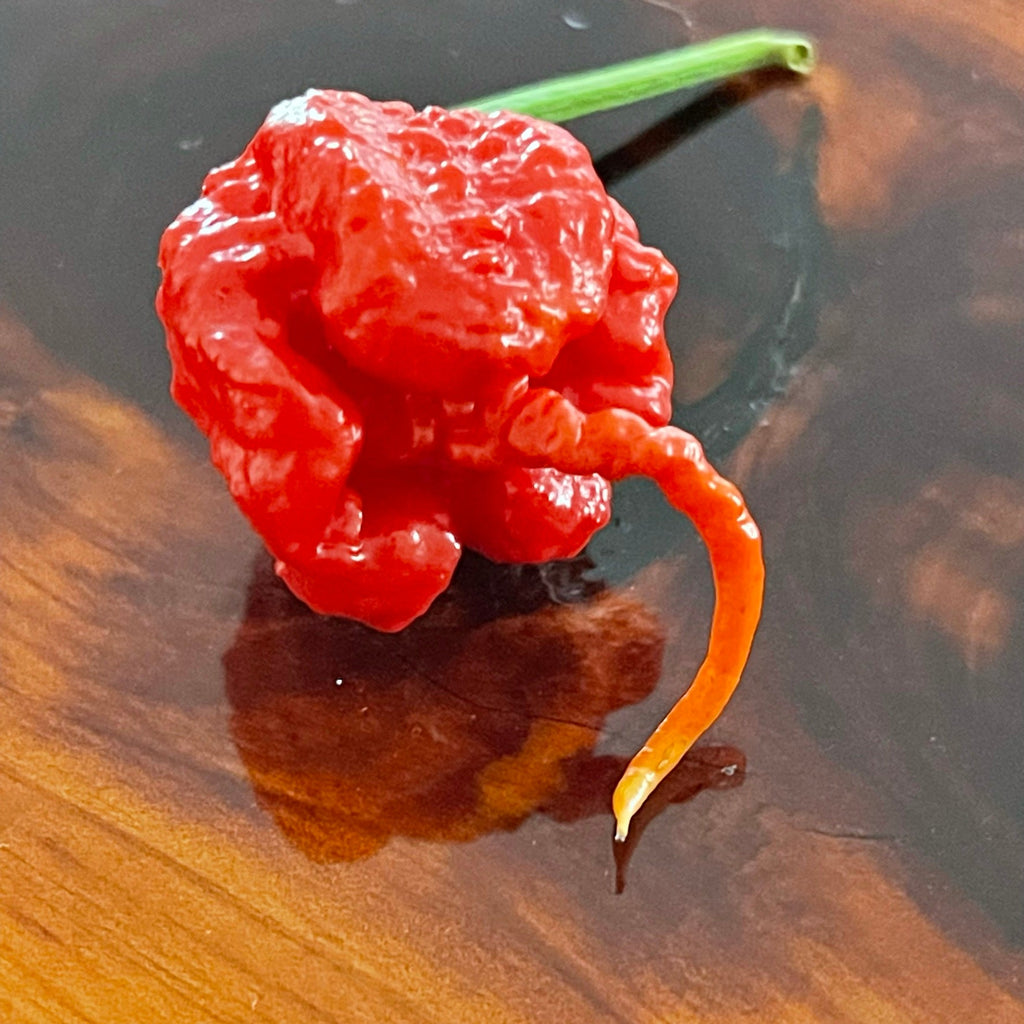 7 Pot Primo - Seeds