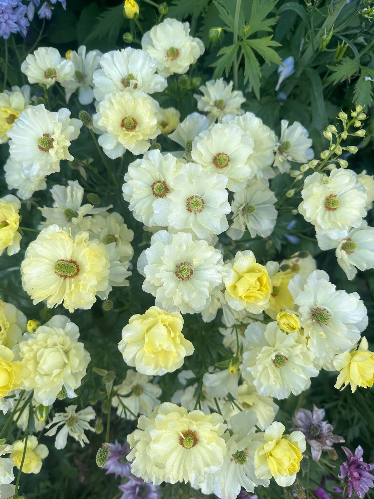 Butterfly Ranunculus ‘Helios’ corms