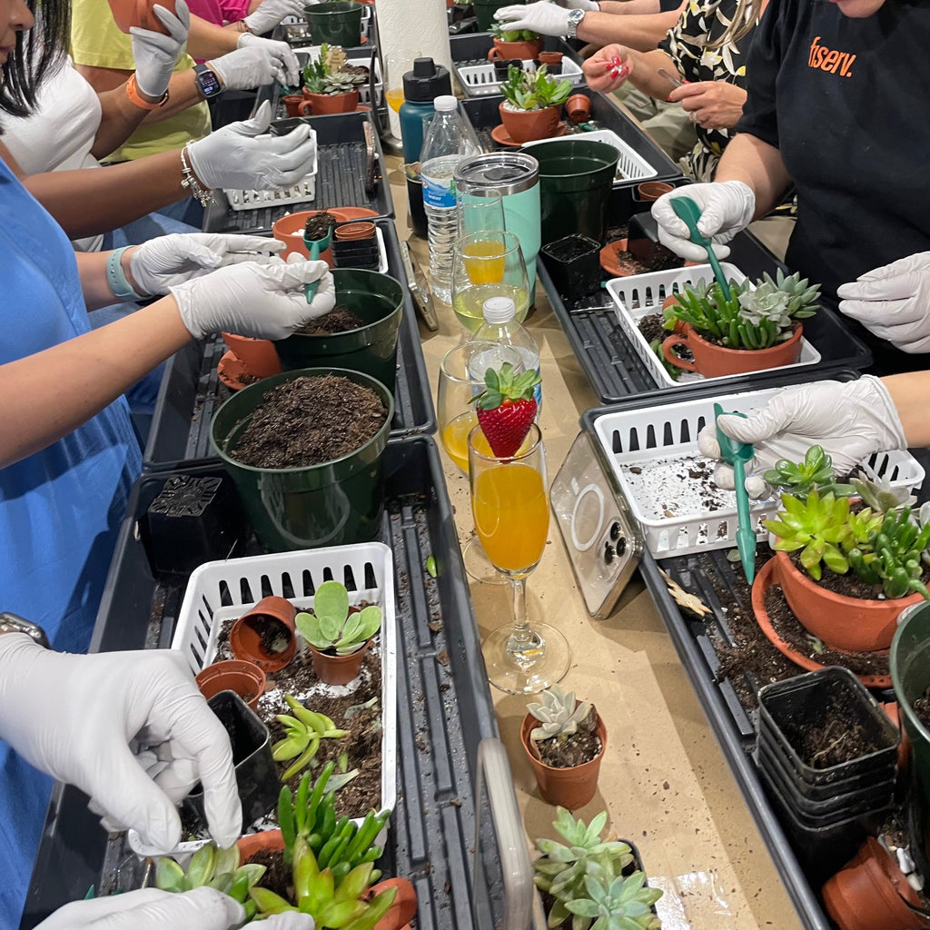 Love Grows Here Succulent Workshop- TBD