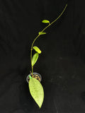 Hoya jita Silver, silvery leaves, rare hoya