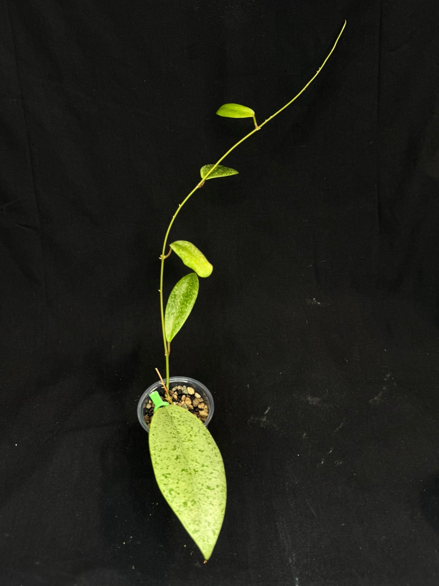 Hoya jita Silver, silvery leaves, rare hoya