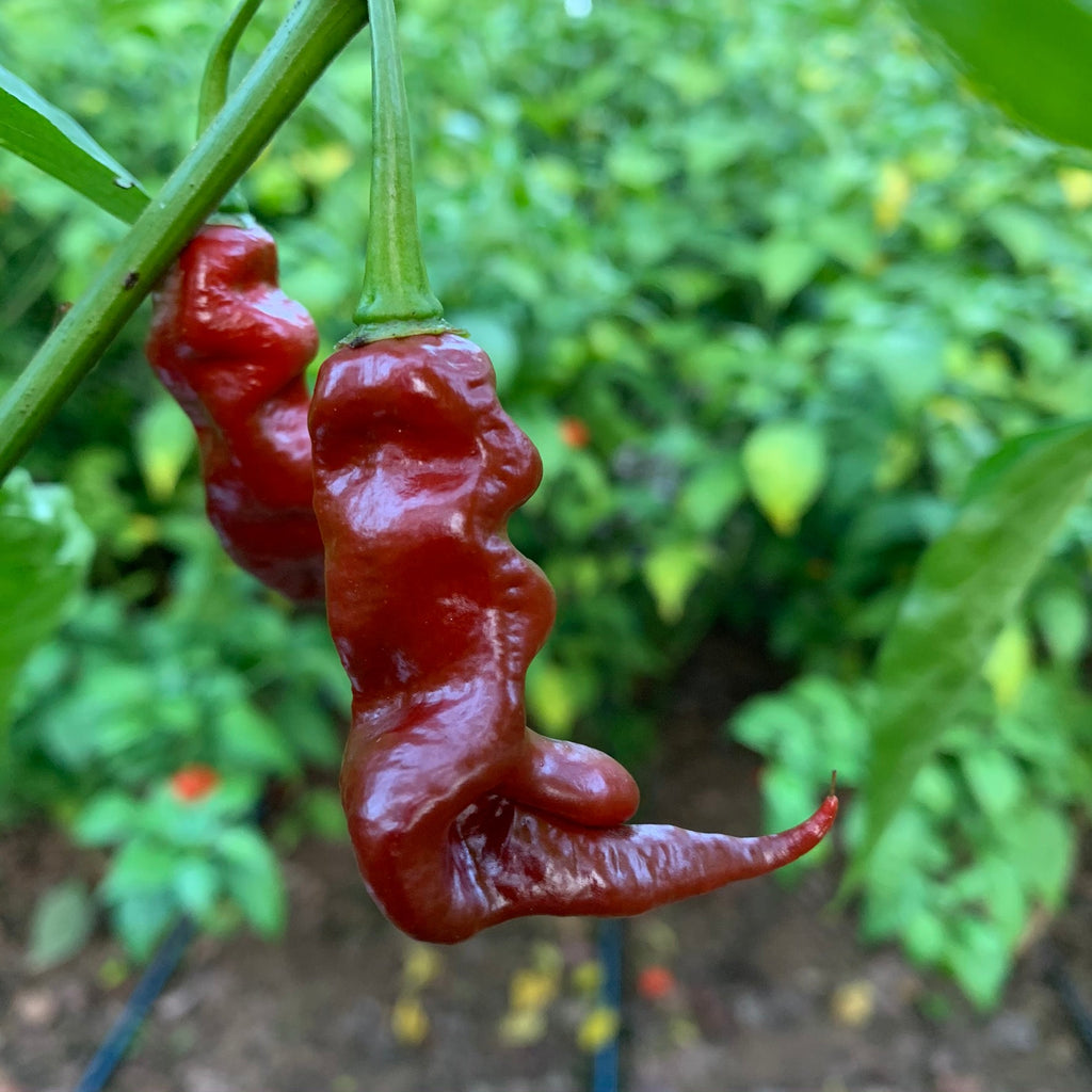 Trinidad Viper Brown - Seeds