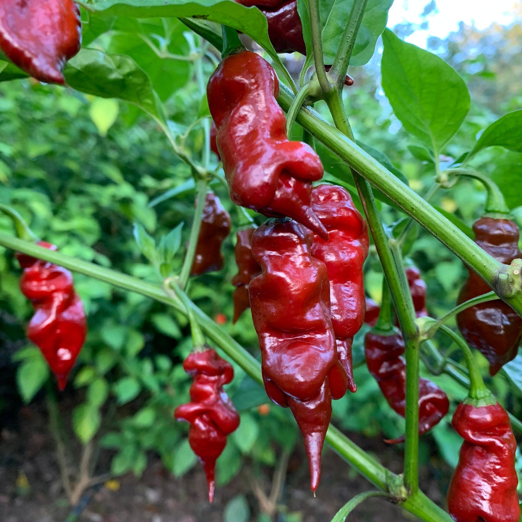 Trinidad Viper Brown - Seeds