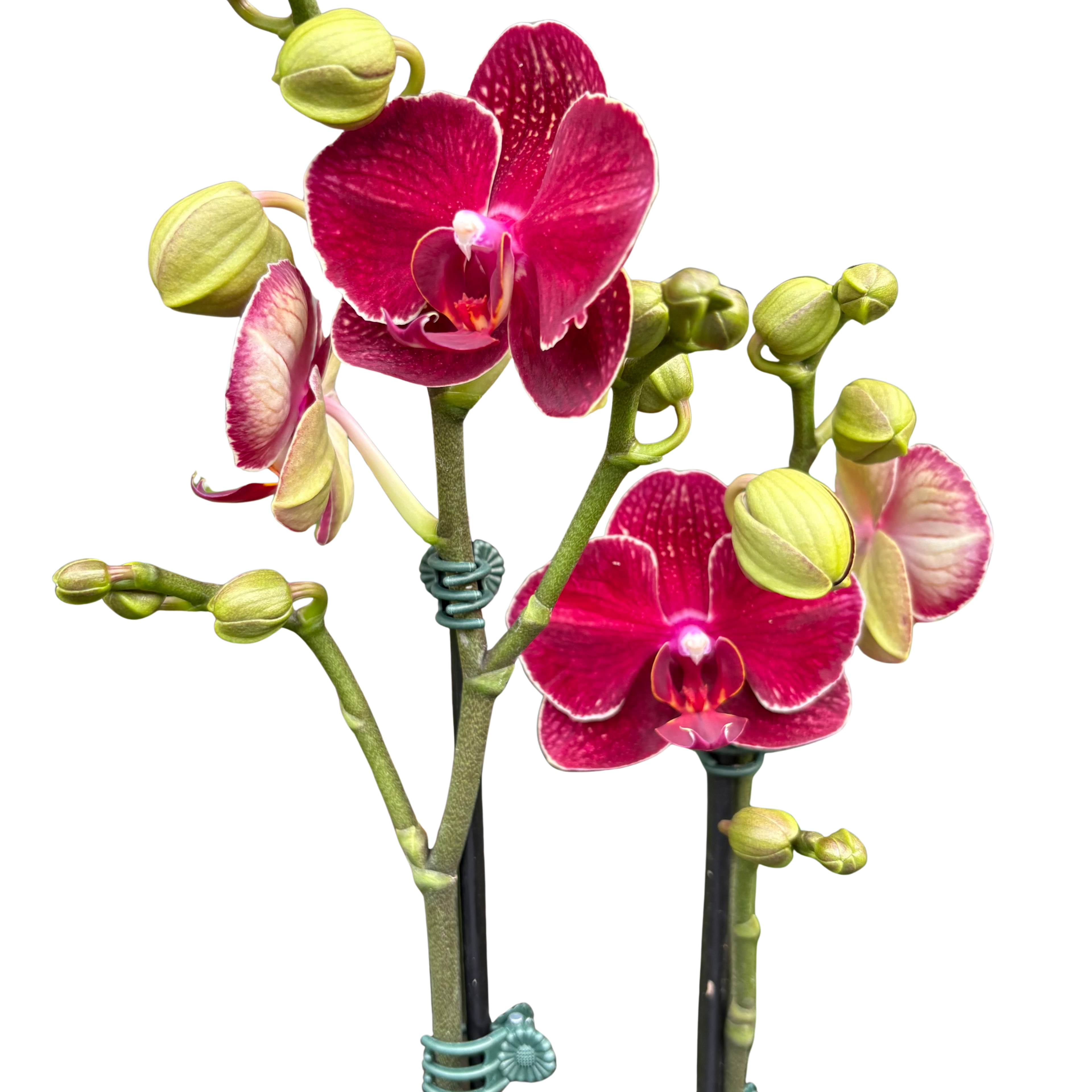Red Phalaenopsis Orchid | Moth Orchid with Red Flowers | House Plant Shop
