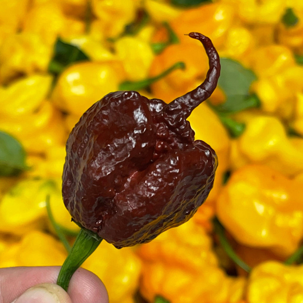 Reaper Mega Combo Pack (6 Types) - Seeds