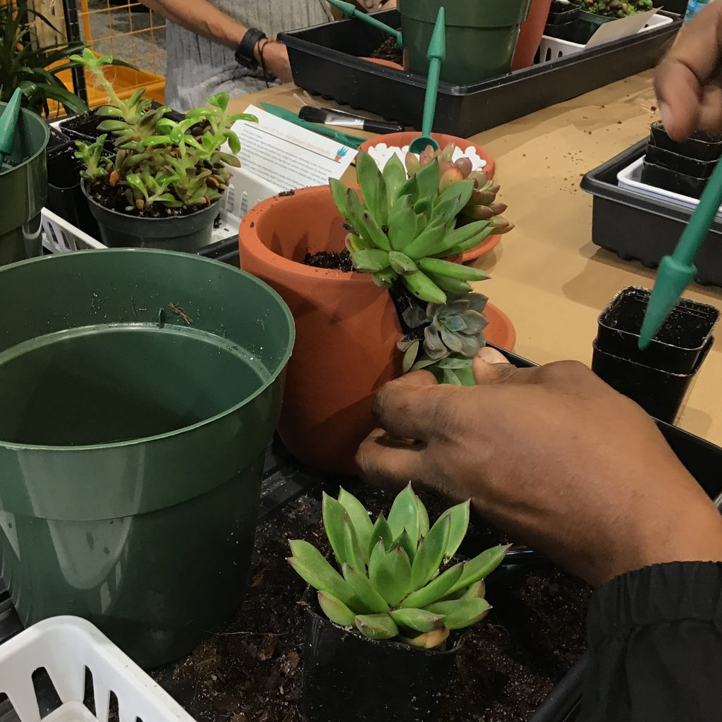 Love Grows Here Succulent Workshop- TBD