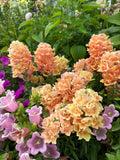 Snapdragon Twinny 'Peach' seeds