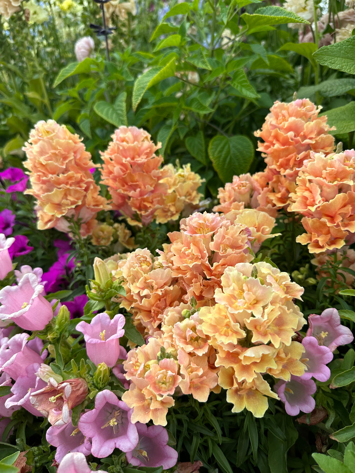Snapdragon Twinny 'Peach' seeds