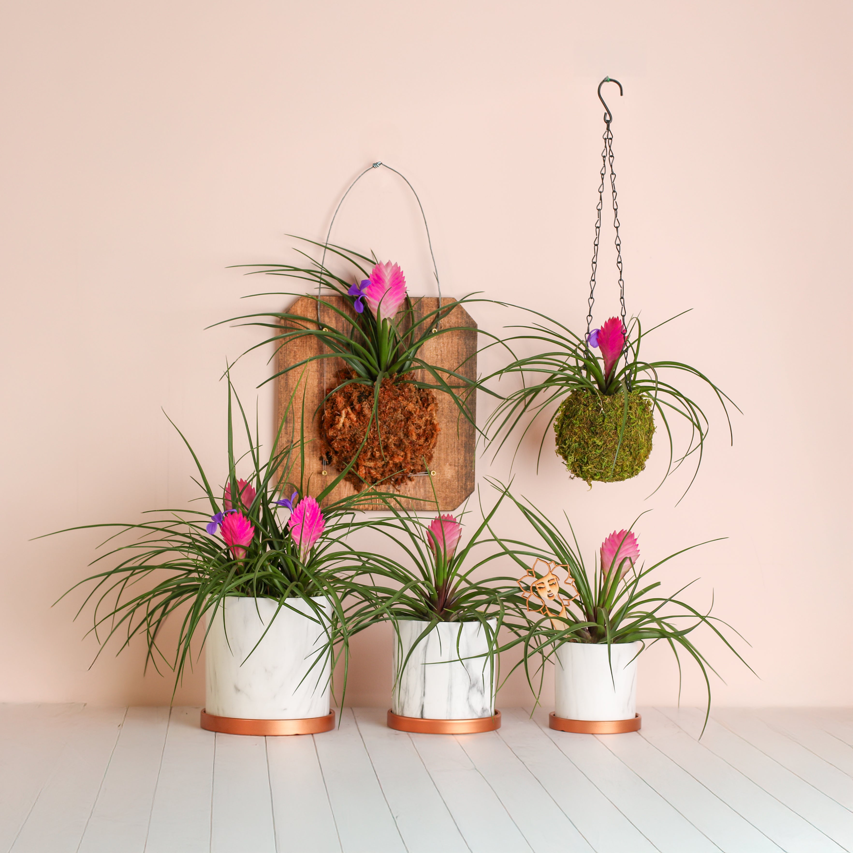 Pink Quill - Tillandsia 'Cyanea'