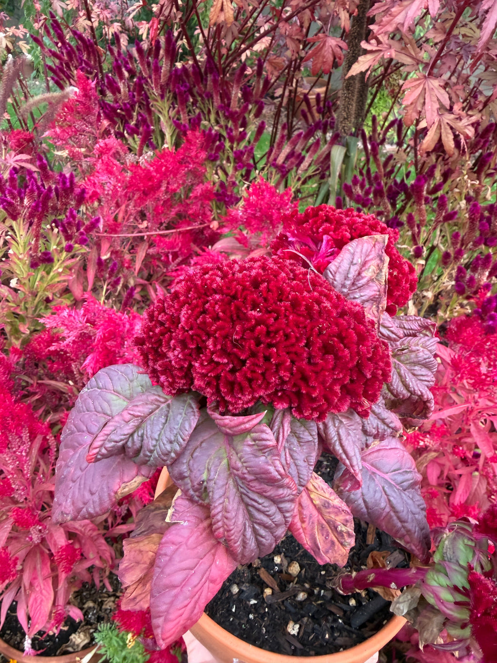 Cockscomb celosia Brainiac Raven Red seeds
