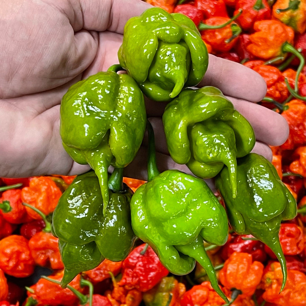 Reaper Mega Combo Pack (6 Types) - Seeds