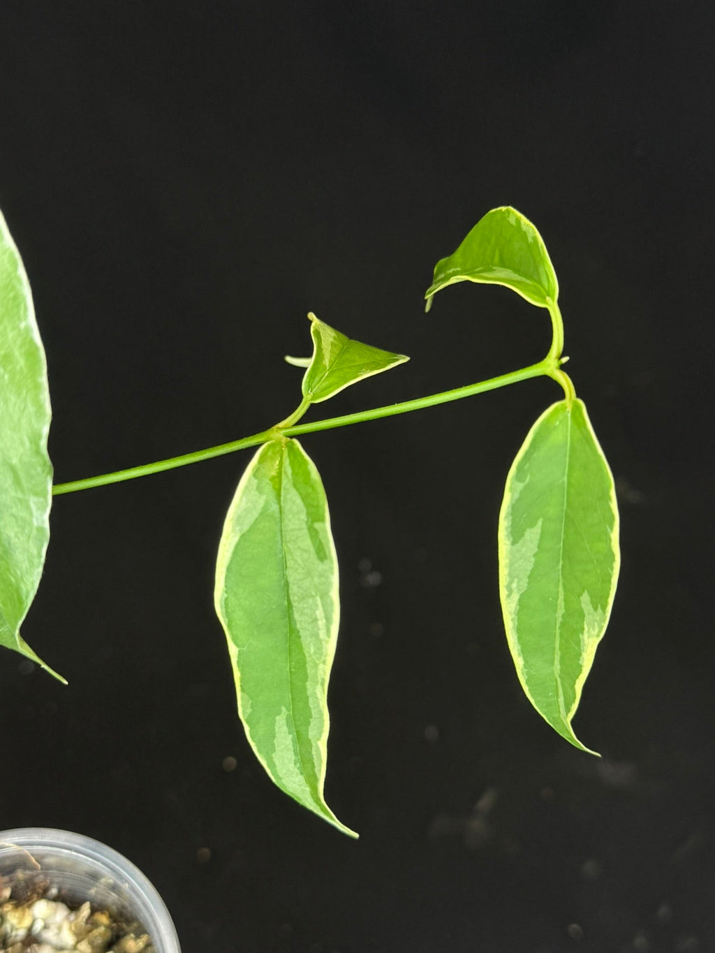 Hoya Buotti Albomarginata, nice water-color variegation