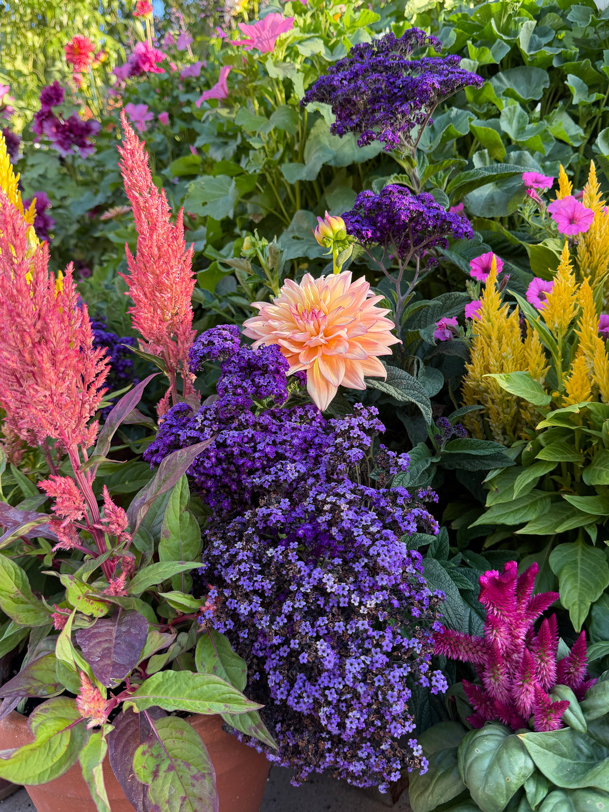 Heliotrope Marine seeds