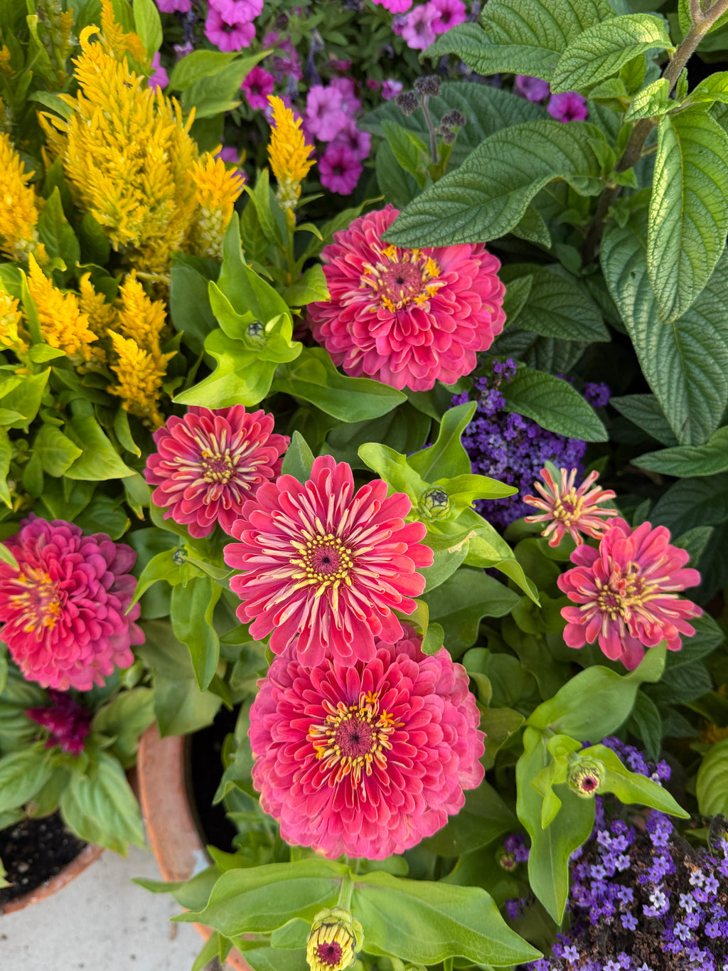 Zinnia Dreamland 'Coral' Seeds