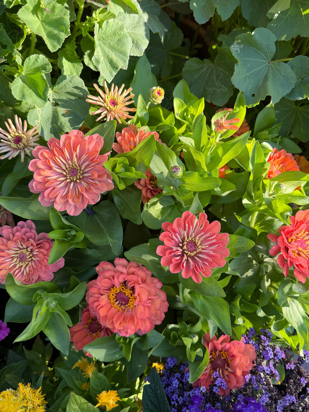 Zinnia Dreamland 'Coral' Seeds