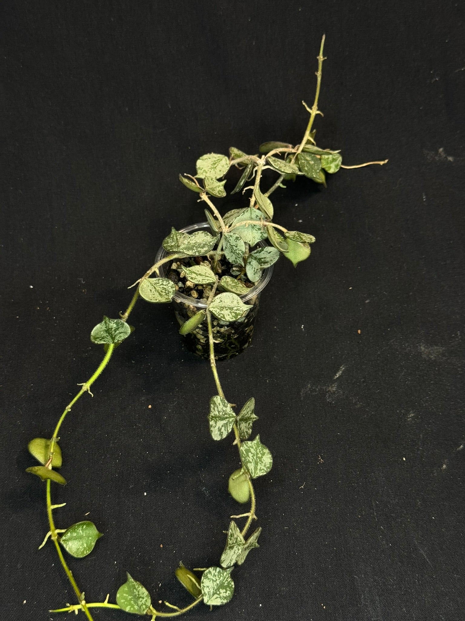 Hoya curtisii Silver, silvery small leaves, rare